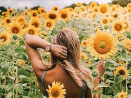 Агропеллеты (лузга подсолнечника)