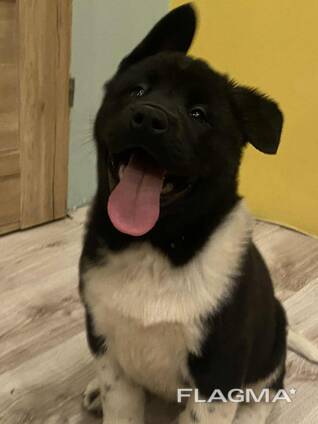 Американская акита