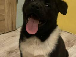 Американская акита