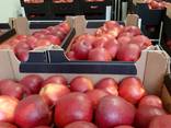 Apple Red Prince // Export - zdjęcie 1
