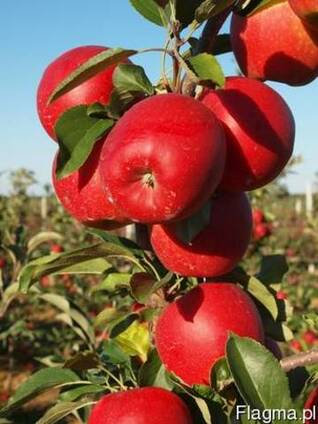 Apples and Pears