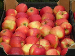Apples Gala Mast // from Poland