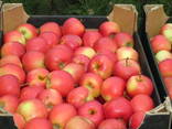 Apples Gala Mast // from Poland - zdjęcie 1