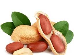 Peanuts from Uzbekistan