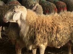 Assafa Female sheep