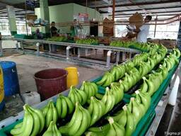 Banana Cavendish Ecuador