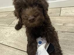 Barbet puppies available