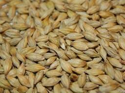 Barley