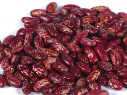 Beans variety Red for 100 gr 145-150 pcs.