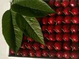 Черешня - фото 1