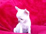 Chihuahua krótkowłosy - zdjęcie 1