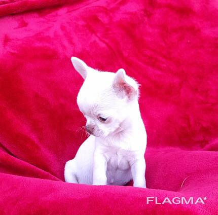 Chihuahua krótkowłosy