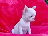 Chihuahua krótkowłosy - zdjęcie 2