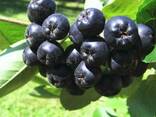Чорниця лісова, журавлина, рябина, ожина. - фото 1
