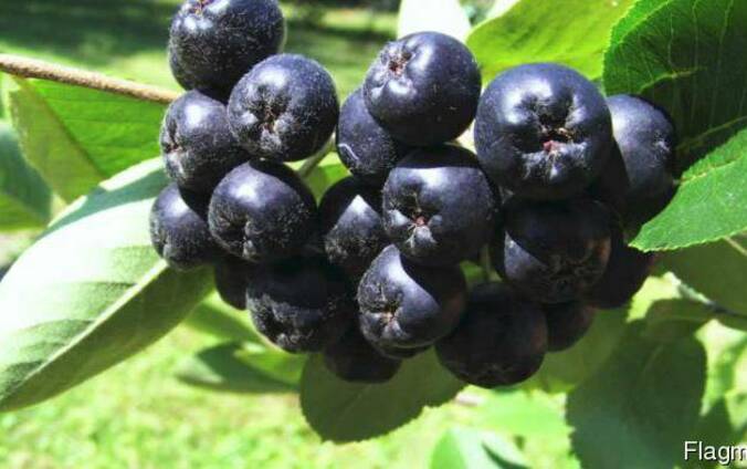 Чорниця лісова, журавлина, рябина, ожина.