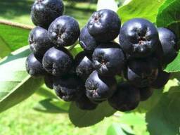 Чорниця лісова, журавлина, рябина, ожина.