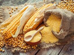 Corn wholesale export (sprzedam kukurydzę hurtowo eksport hurtowy)