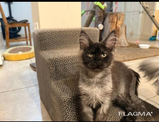 Czystej rasy kocięta rasy Maine Coon z europejskiej linii