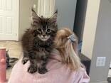 Czystej rasy kocięta rasy Maine Coon z europejskiej linii - zdjęcie 8