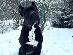 Dziewczyna rasy Cane Corso