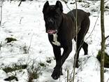 Dziewczyna rasy Cane Corso - zdjęcie 2
