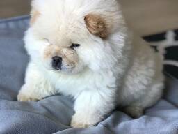 Dostępne piękne szczenięta Chow Chow