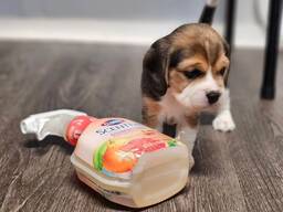 Dostępne są radosne szczenięta Beagle