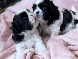 Dostępne są urocze szczenięta rasy Shih Tzu