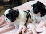 Dostępne są urocze szczenięta rasy Shih Tzu - zdjęcie 1