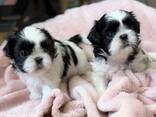 Dostępne są urocze szczenięta rasy Shih Tzu - zdjęcie 3