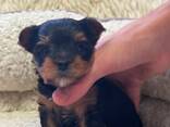 Dostępne są wspaniałe szczenięta Yorkie/Biewer! - zdjęcie 5