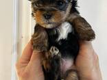 Dostępne są wspaniałe szczenięta Yorkie/Biewer! - zdjęcie 7