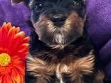 Dostępne są wspaniałe szczenięta Yorkie/Biewer! - zdjęcie 8