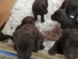 Dostępne szczenięta rasowego labradora retrievera - zdjęcie 1