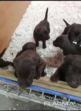 Dostępne szczenięta rasowego labradora retrievera