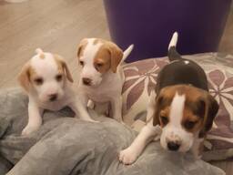Dwa przepiękne, wysokiej jakości szczenięta Beagle AKC. Napisz do mnie: 27848239748