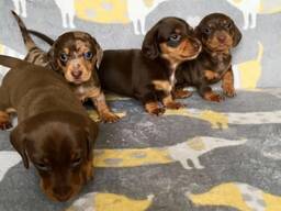 Dwa szczeniaki Dush Hun gotowe do adopcji. Oferuję