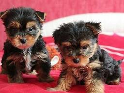 Dwa urocze szczenięta yorka filiżankowego są dostępne na sprzedaż.