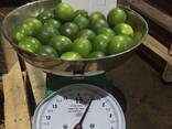 Fresh Seedless Lime from Vietnam - zdjęcie 1