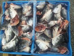 Frozen Salmon Head (Straight Cut) 400-600gr