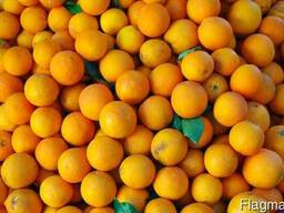 Фрукты из Европы логистические решения Апельсин