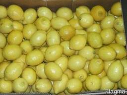 Фрукты из Европы логистические решения Лимоны