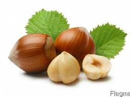 Фундук Hazelnuts