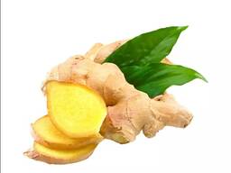 Ginger best quality, fresh and dried