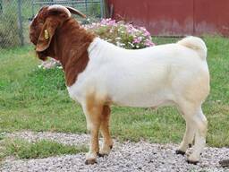 Goats available for sale
