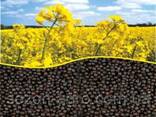 Golden Oil Trade sells rapeseed wholesale. - zdjęcie 1