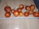Golden onions from Kazakhstan - фото 2