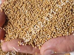 Gorczyca biała (Sinapis alba)