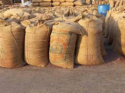 Gorczycy zolta biala siarka czarna premia