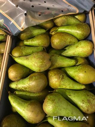 Груша конференция